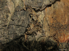 Aegomorphus jaspideus