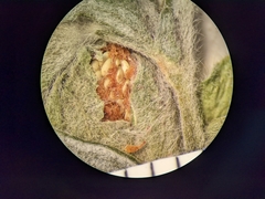 Potentilla bipinnatifida