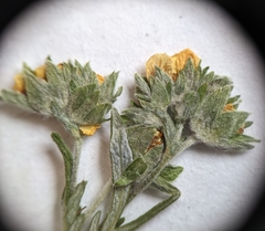 Potentilla bipinnatifida