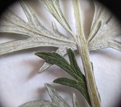 Potentilla bipinnatifida