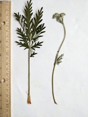 Potentilla bipinnatifida