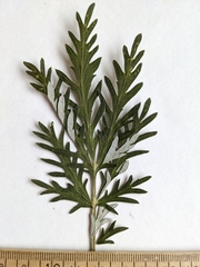 Potentilla bipinnatifida