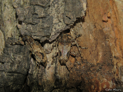 Aegomorphus jaspideus