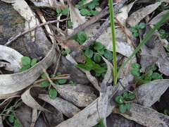 Pterostylis sanguinea