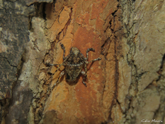 Aegomorphus jaspideus