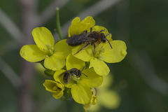 Andrena