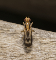 Apiochaeta vitticollis