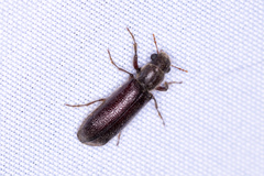 Melalgus plicatus