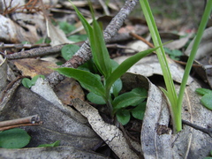 Pterostylis sanguinea