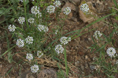 Lobularia maritima