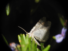 Coenotephria ablutaria
