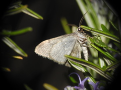 Coenotephria ablutaria