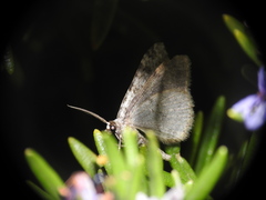 Coenotephria ablutaria