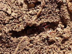 Pogonomyrmex imberbiculus