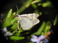 Coenotephria ablutaria