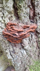 Phellinopsis
