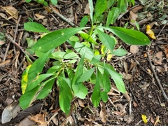 Pavetta gardeniifolia