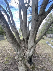 Carpinus