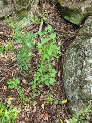 Pavetta gardeniifolia