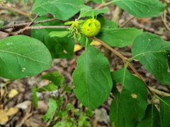 Vangueria bowkeri