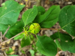 Vangueria bowkeri