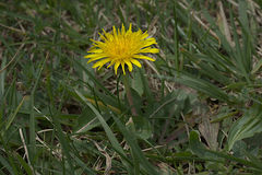 Taraxacum officinale