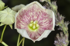 Philibertia gilliesii