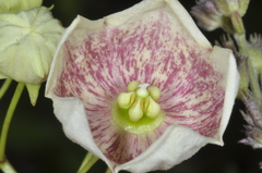 Philibertia gilliesii