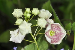 Philibertia gilliesii