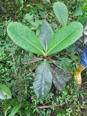 Clusia multiflora