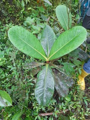 Clusia multiflora