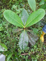 Clusia multiflora