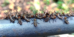 Tropidacris cristata