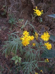 Senecio stoechadiformis
