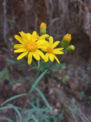 Senecio stoechadiformis