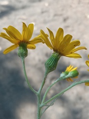 Senecio stoechadiformis