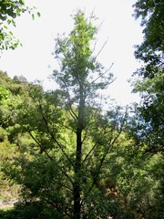 Alnus cordata