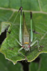 Enthephippion borellii