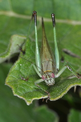 Enthephippion borellii