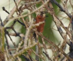 Picumnus cinnamomeus