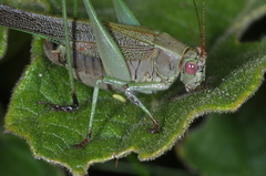 Enthephippion borellii