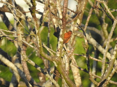 Picumnus cinnamomeus