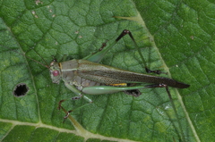 Enthephippion borellii