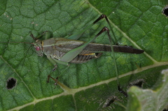 Enthephippion borellii