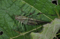 Enthephippion borellii