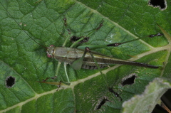 Enthephippion borellii