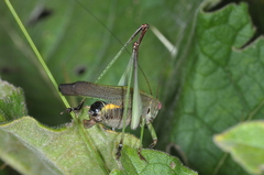 Enthephippion borellii