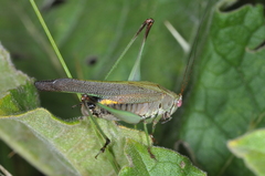 Enthephippion borellii