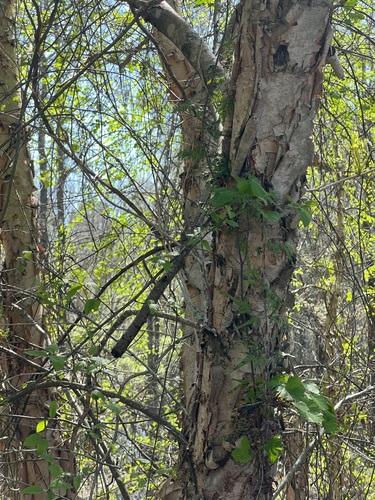 Betula nigra image