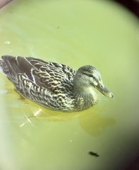 Anas platyrhynchos